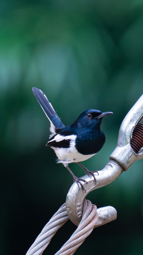 The fourjoy bird is actually the national bird of another screenshot