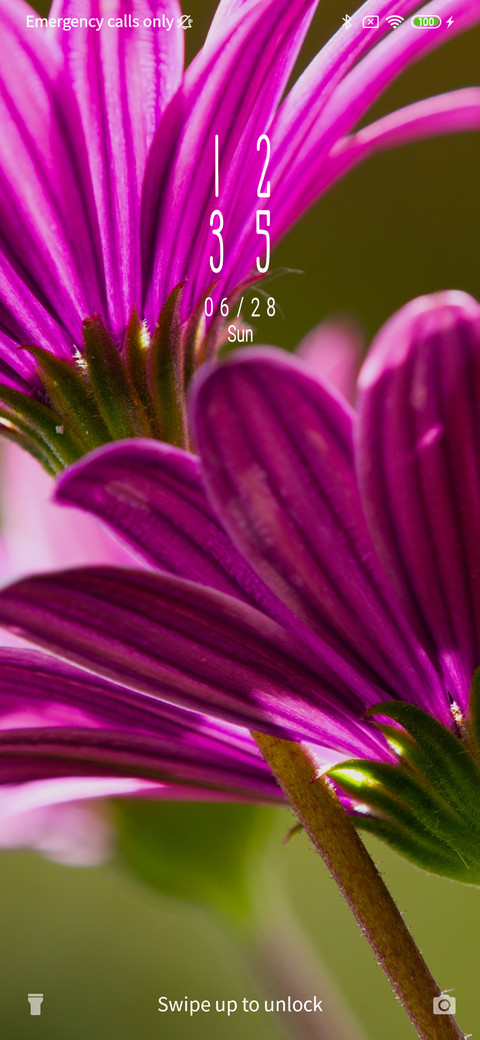 Daisy flower_3MDS screenshot