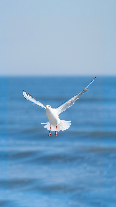 How to prevent seagulls from stealing food screenshot