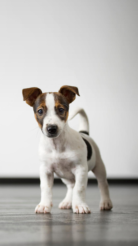 Dog301 screenshot