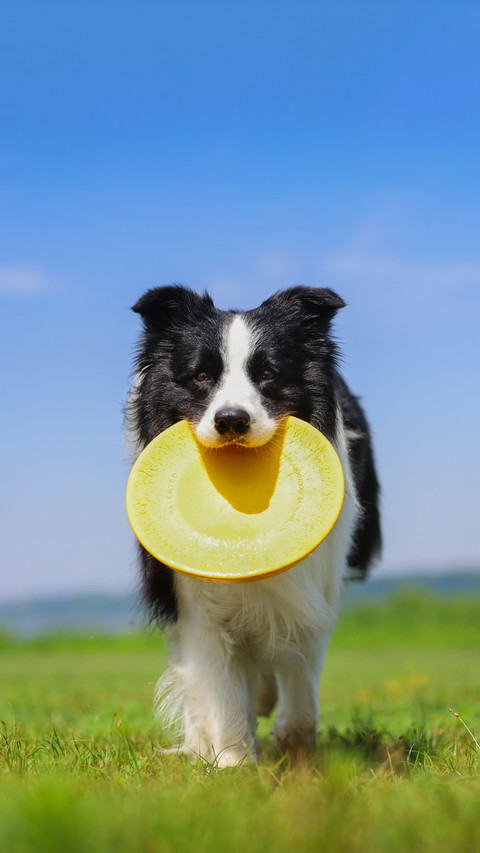 Calcium tablets for dogs screenshot