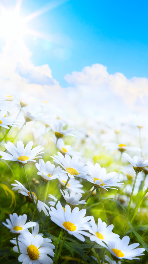 Spring is here screenshot