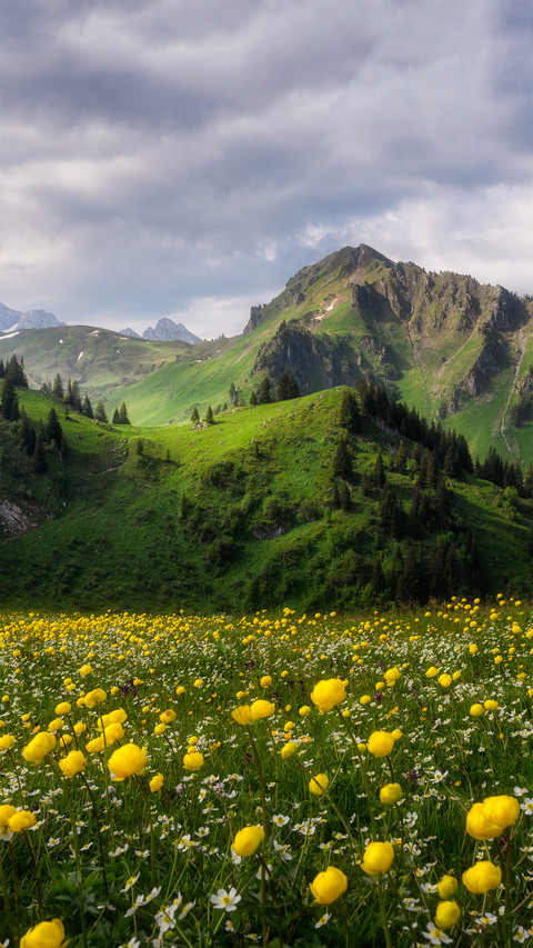 Summer in the swiss flower sea screenshot