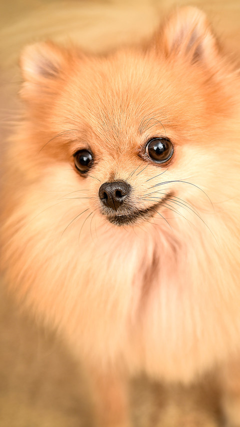 可爱萌宠博美犬 screenshot