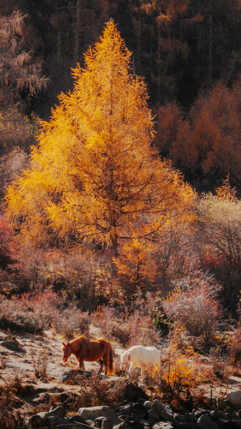 The autumn scenery along the small path is at its peak. screenshot