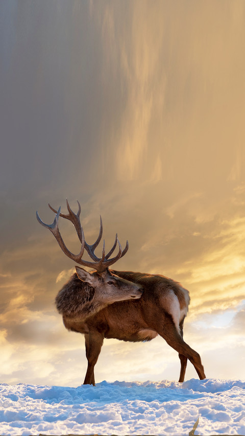 Deer highlighted on a snowy hill and cloudy sky screenshot