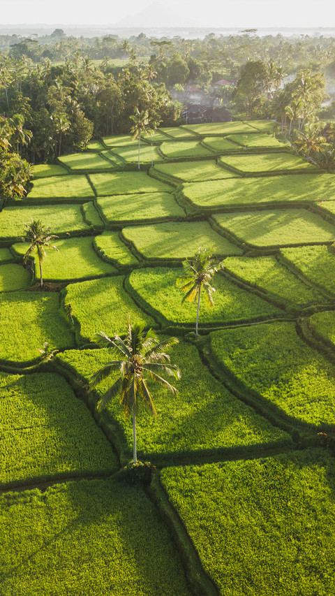 Farmland fields screenshot