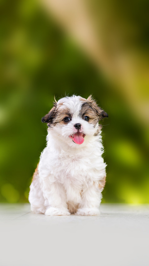One adorable Shih-tzu puppy dog sticking out the tongue screenshot