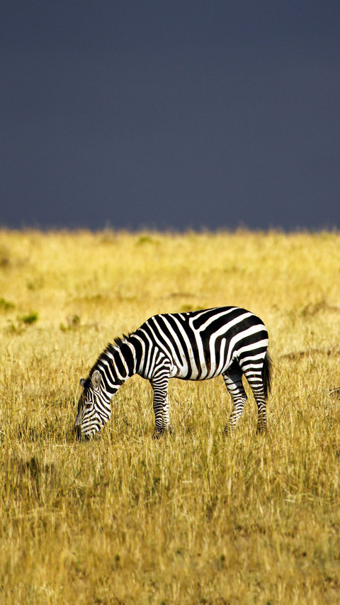 Plains zebra screenshot
