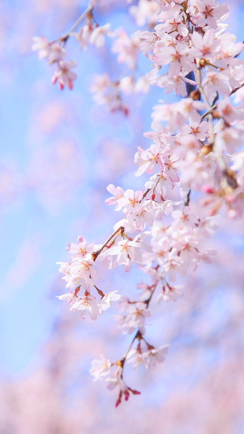 Chinas Most Beautiful Cherry Blossom Appreciation Resort 0 screenshot