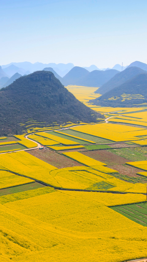 High angle view of oilseed rape farms against sky screenshot
