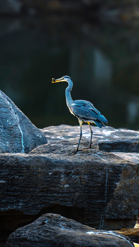 Grey egrets delicious meal screenshot