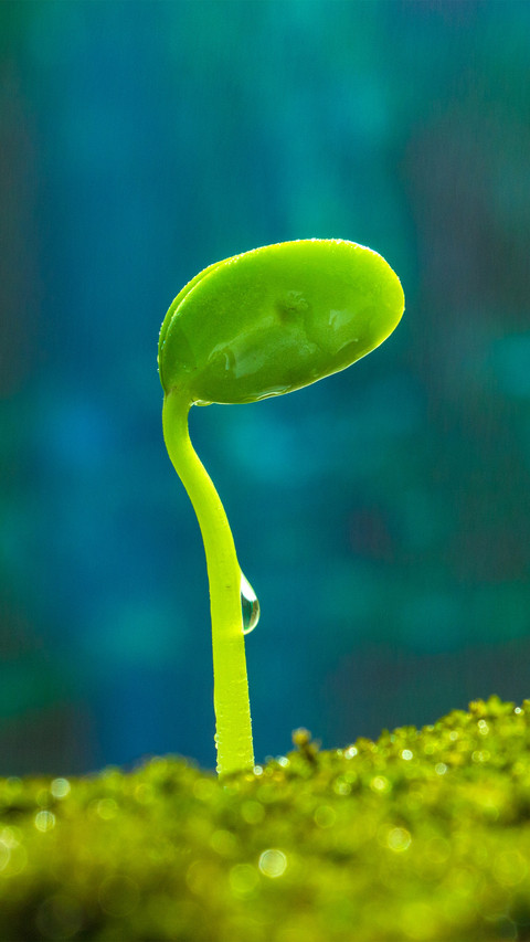 Sprouting in the rain screenshot