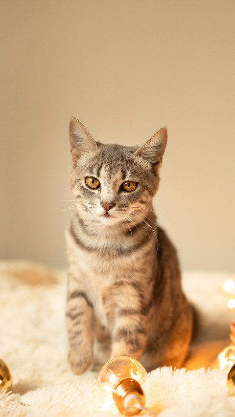A Lazy Gray Tabby Kitten Relaxing on A Soft Knitted Blanket screenshot