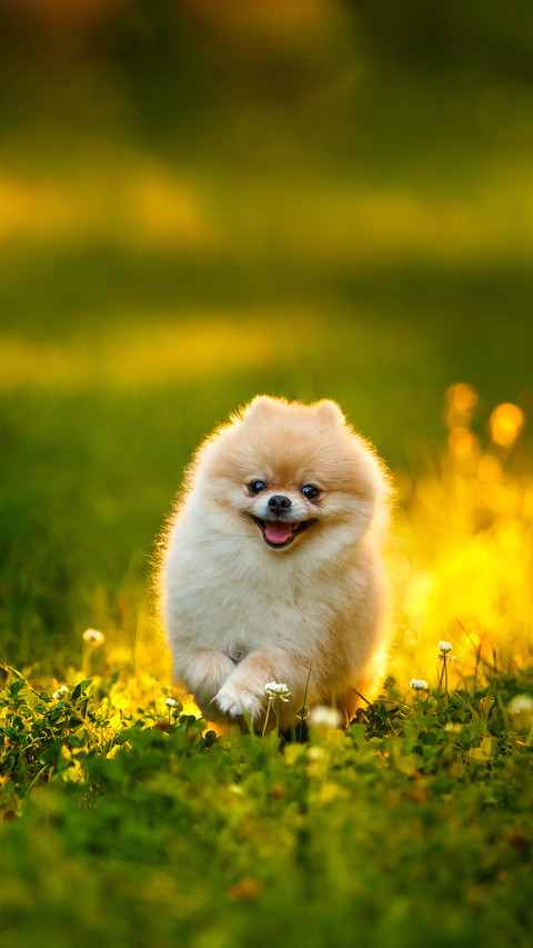 A Brown Pomeranian Dog Walks on the Lawn in the Park screenshot