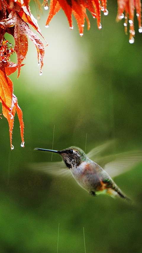 Hummingbirds in the rain screenshot