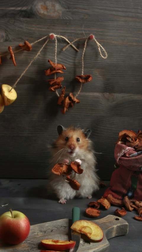Can hamsters be released screenshot