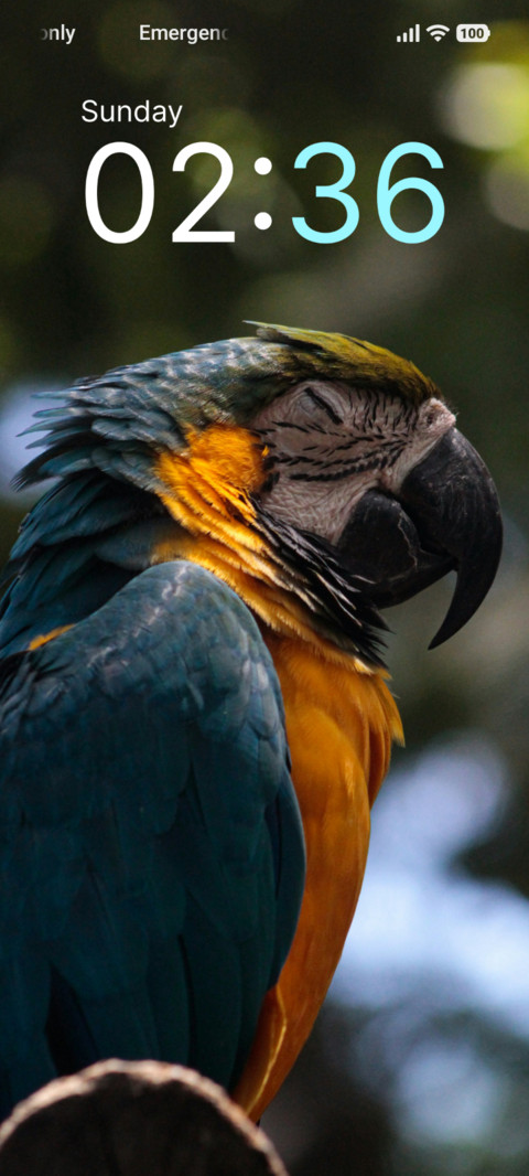 Rainbow Plumage screenshot