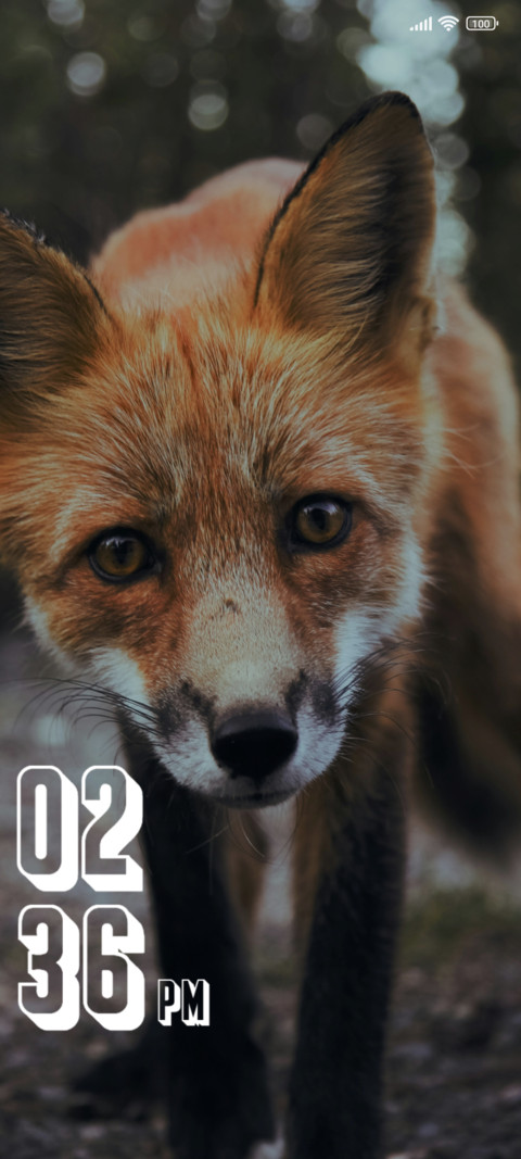 Orange Fox screenshot
