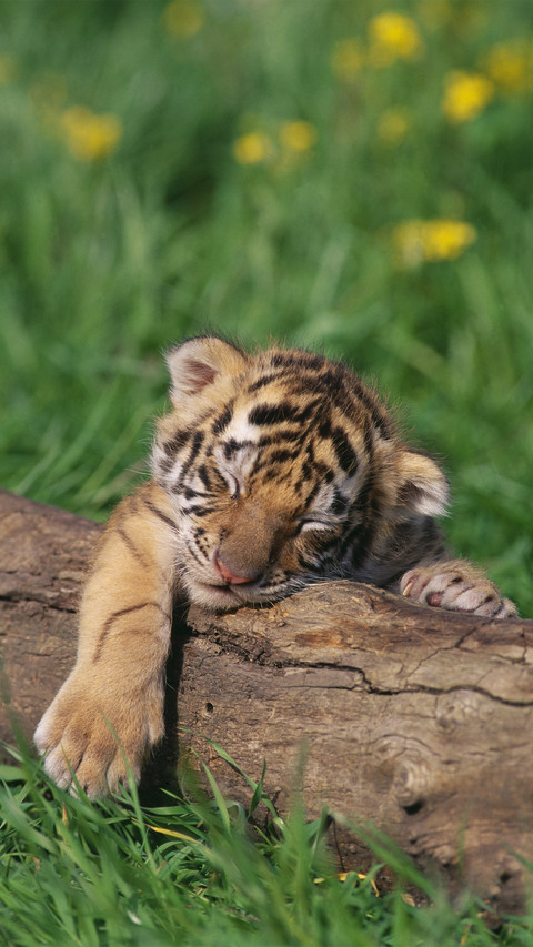 Four cold knowledge about tigers 6 screenshot