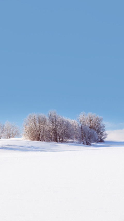 Beautiful trees in winter landscape in early morning screenshot