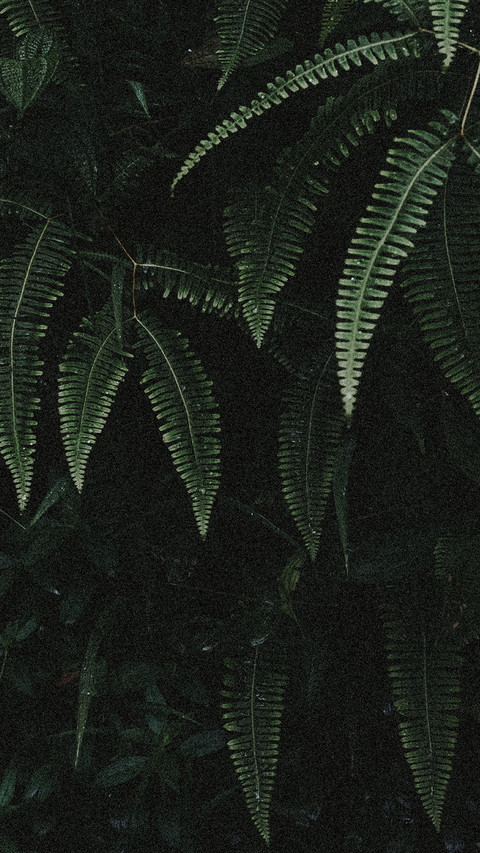 international_nature (3) screenshot