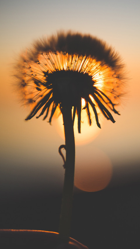 Dandelion (8) screenshot