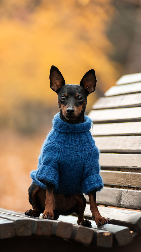 Miniature pinscher in blue sweater sitting on park bench screenshot