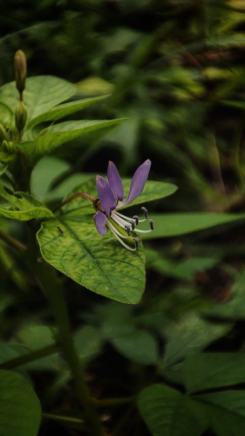 purple flower screenshot