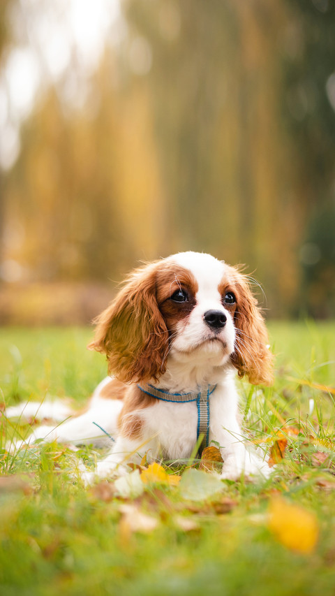 Cavalier king charles puppy in autumn park screenshot