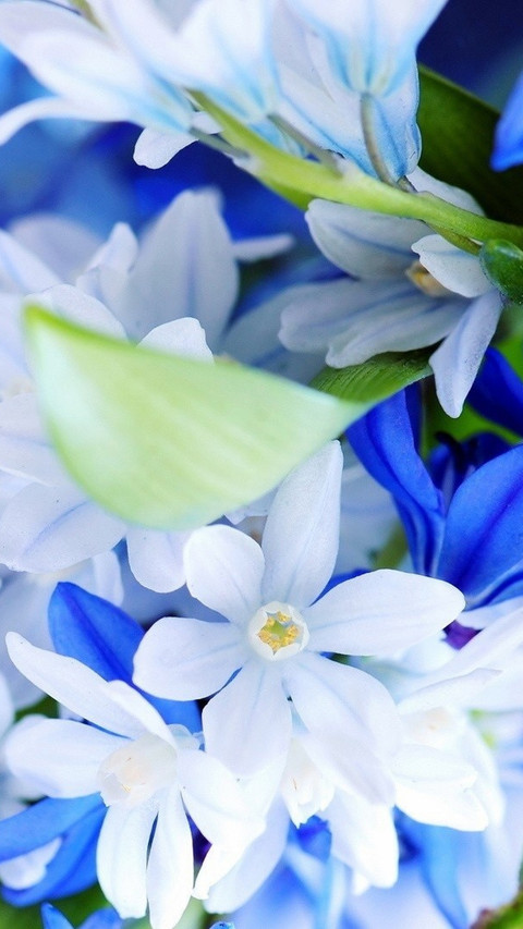 Bouquet of white and blue flowers screenshot