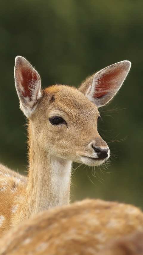 Cute Deer in Park screenshot