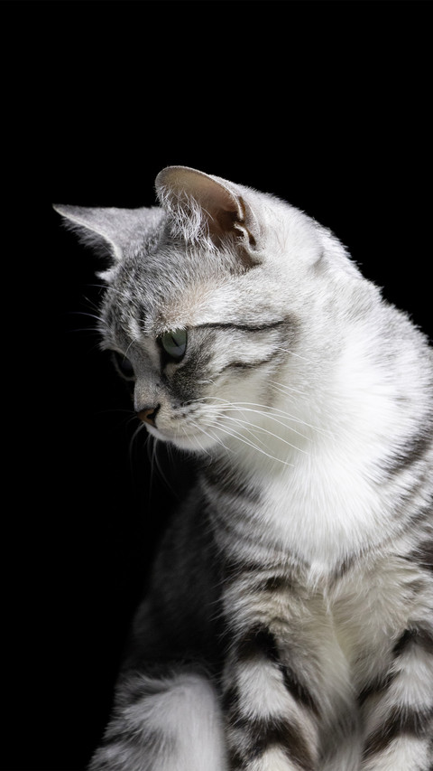 A sideheaded kitten with a black background screenshot