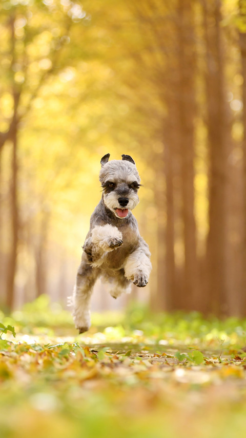 Do you regularly deinsectize your dog 1 screenshot