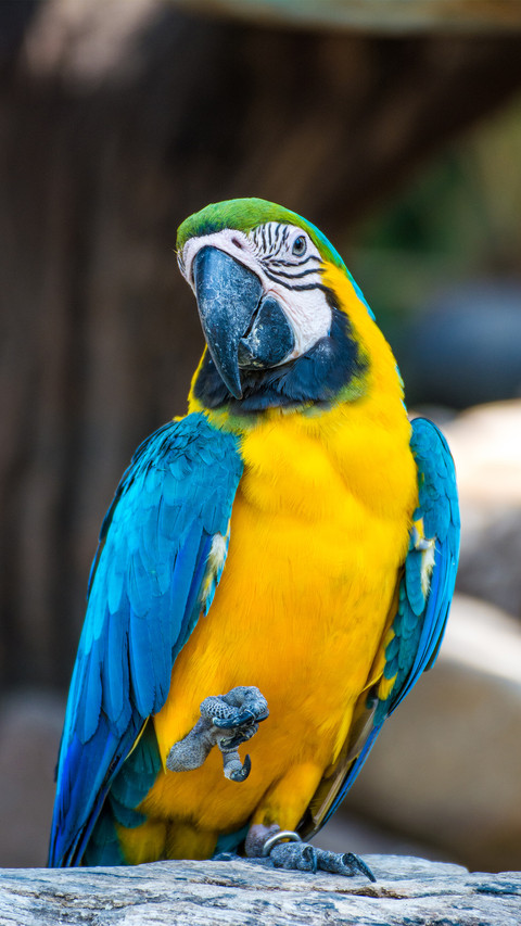 Blueandyellow macaw 46 screenshot