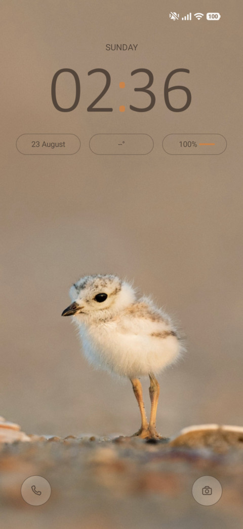 Soft Chick screenshot