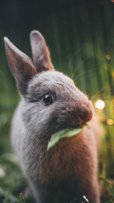 Rabbit (6) screenshot
