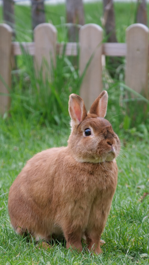 Rabbit (4) screenshot