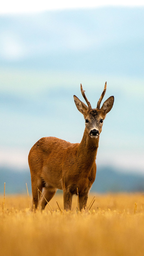 Roe deer in a rainy early summer evening screenshot
