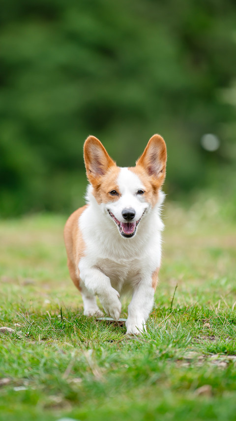 Why are corgis born with short legs screenshot