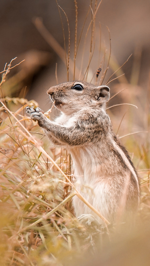 squirrel screenshot