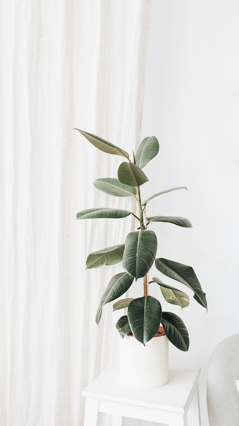 Home plants screenshot