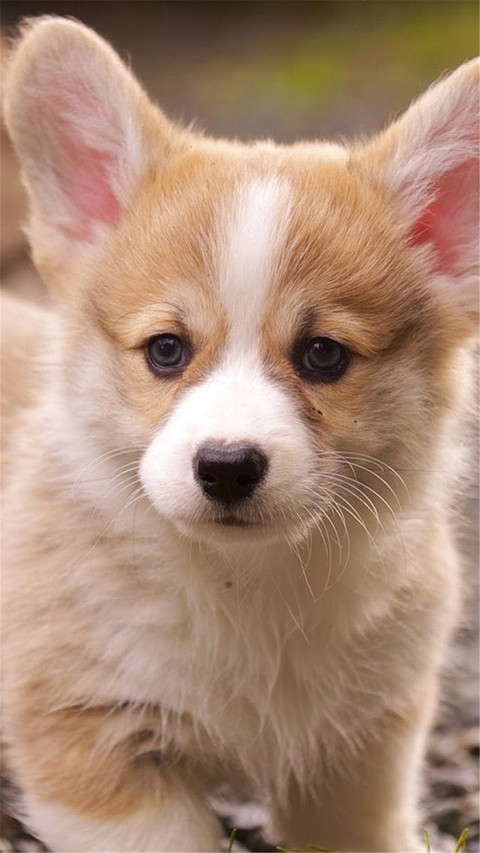 狗 screenshot