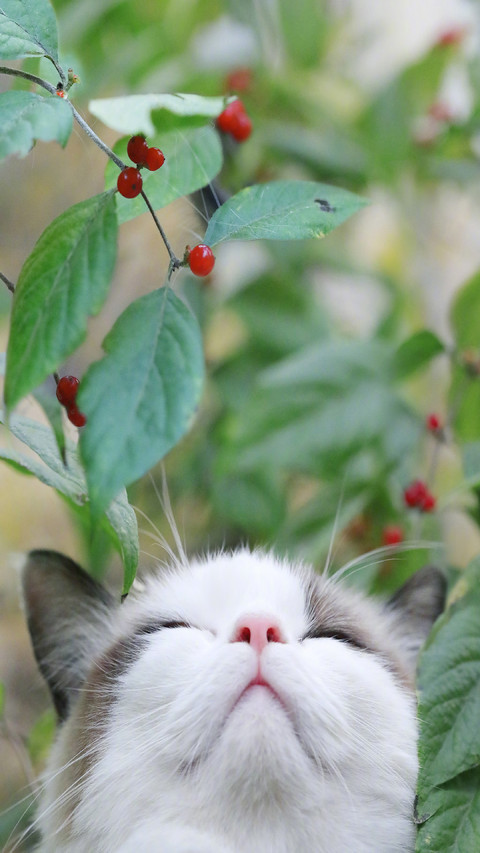 可爱猫咪 screenshot