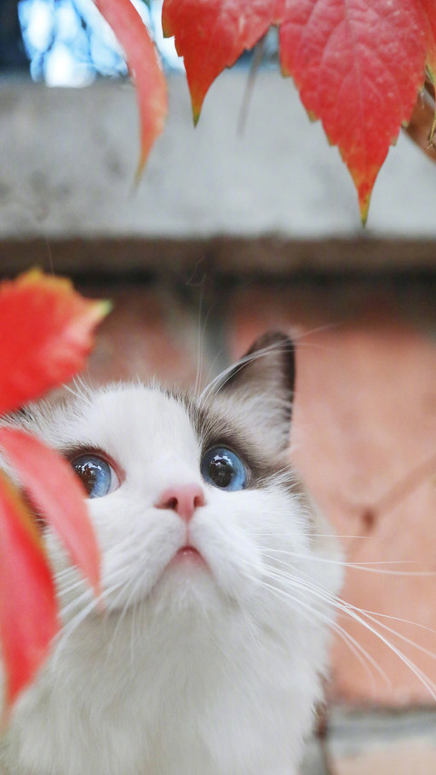 可爱猫咪 screenshot