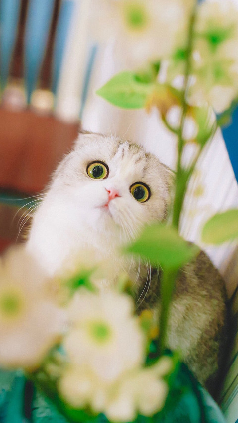 萌宠小猫可爱 screenshot
