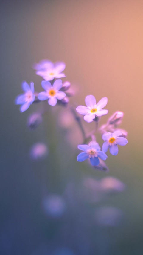 唯美花朵植物摄影 screenshot