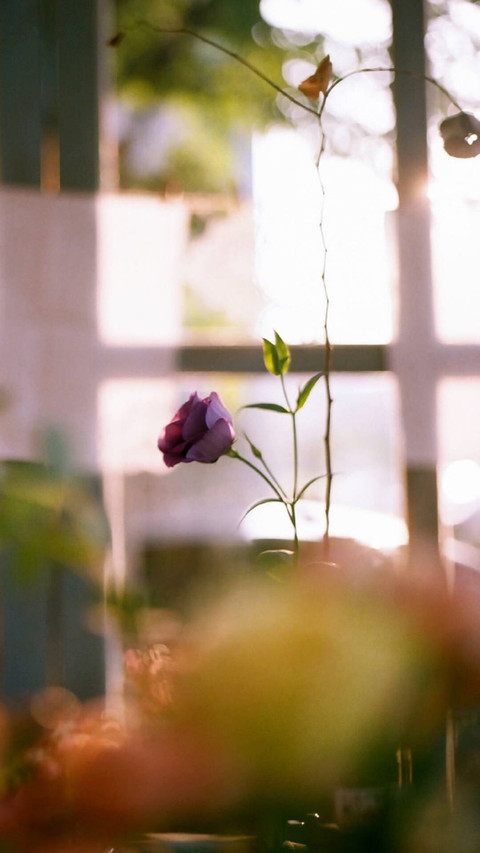 室内花卉摄影壁纸 screenshot