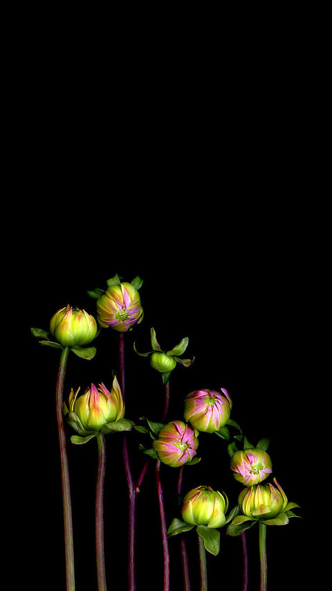 黑色调植物光影 screenshot