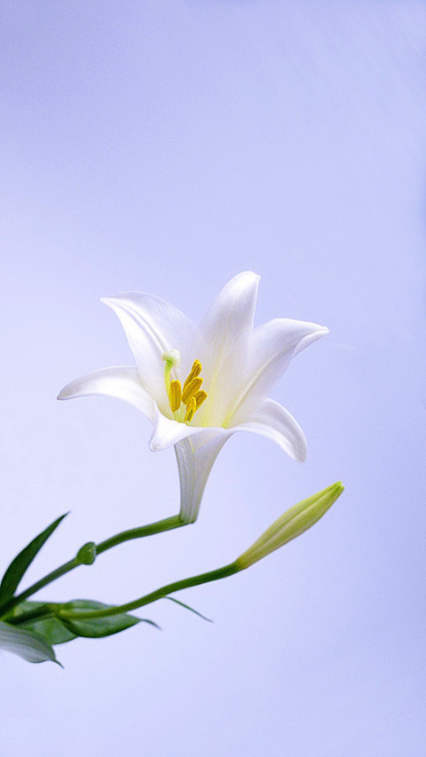 百合花 screenshot